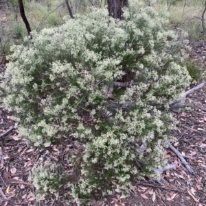 Cassinia aculeata subsp. aculeata at Jerrabomberra, NSW - 4 Jan 2022