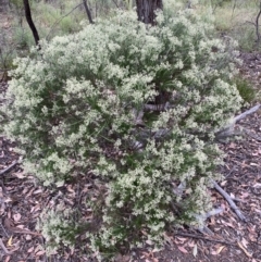 Cassinia aculeata subsp. aculeata (Dolly Bush, Common Cassinia, Dogwood) at Jerrabomberra, NSW - 3 Jan 2022 by Steve_Bok