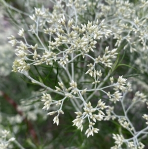 Cassinia aculeata subsp. aculeata at Jerrabomberra, NSW - 4 Jan 2022