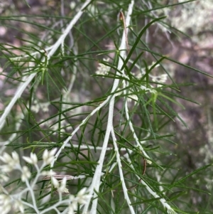 Cassinia aculeata subsp. aculeata at Jerrabomberra, NSW - 4 Jan 2022