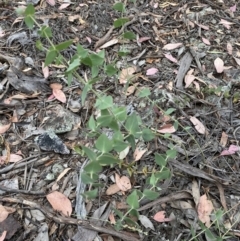 Veronica perfoliata (Digger's Speedwell) at Jerrabomberra, NSW - 4 Jan 2022 by SteveBorkowskis