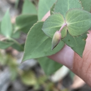 Veronica perfoliata at Jerrabomberra, NSW - 4 Jan 2022