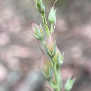 Veronica perfoliata at Jerrabomberra, NSW - 4 Jan 2022