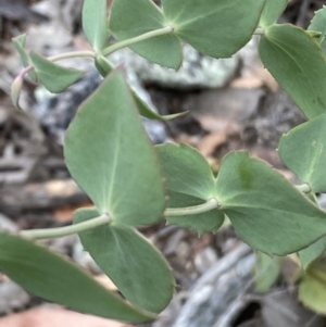 Veronica perfoliata at Jerrabomberra, NSW - 4 Jan 2022