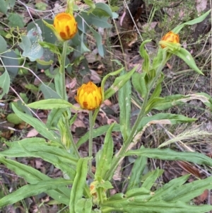 Xerochrysum bracteatum at Googong, NSW - 4 Jan 2022