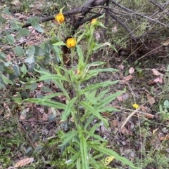 Xerochrysum bracteatum at Googong, NSW - 4 Jan 2022