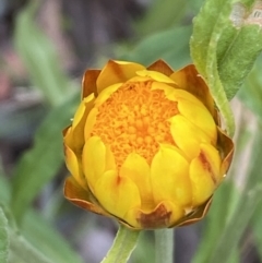 Xerochrysum bracteatum at Googong, NSW - 4 Jan 2022