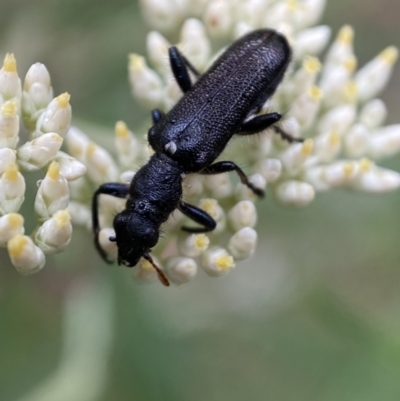 Eleale simplex (Clerid beetle) at Googong, NSW - 3 Jan 2022 by Steve_Bok