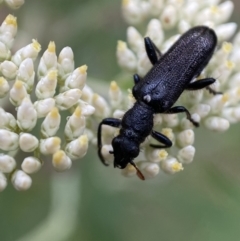 Eleale simplex at Googong, NSW - 4 Jan 2022