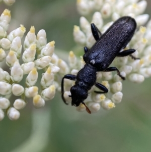 Eleale simplex at Googong, NSW - 4 Jan 2022