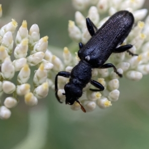 Eleale simplex at Googong, NSW - 4 Jan 2022