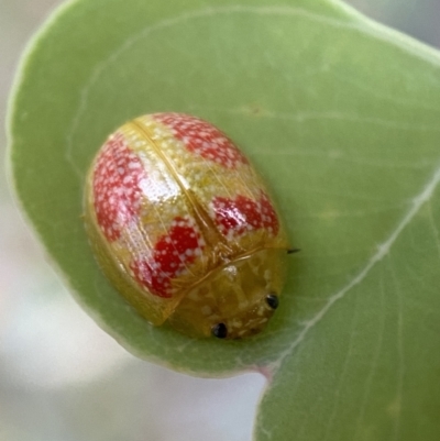 Paropsisterna fastidiosa (Eucalyptus leaf beetle) at QPRC LGA - 3 Jan 2022 by Steve_Bok