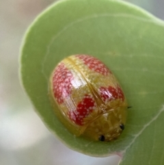 Paropsisterna fastidiosa at Jerrabomberra, NSW - 4 Jan 2022