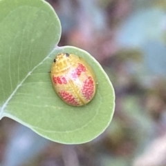 Paropsisterna fastidiosa at Jerrabomberra, NSW - 4 Jan 2022