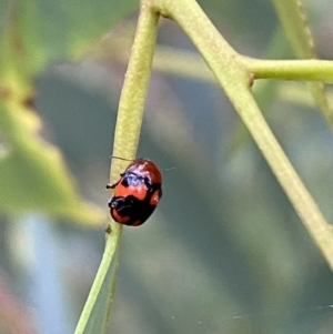 Ditropidus pulchellus at Jerrabomberra, NSW - 4 Jan 2022