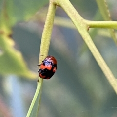 Ditropidus pulchellus (Leaf beetle) at Jerrabomberra, NSW - 3 Jan 2022 by Steve_Bok