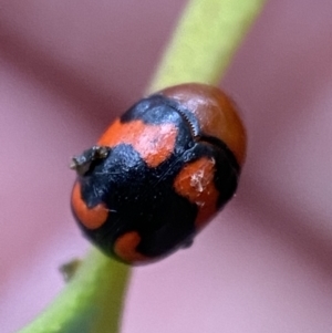 Ditropidus pulchellus at Jerrabomberra, NSW - 4 Jan 2022