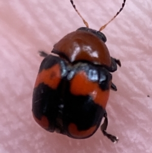 Ditropidus pulchellus at Jerrabomberra, NSW - 4 Jan 2022