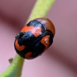 Ditropidus pulchellus at Jerrabomberra, NSW - 4 Jan 2022