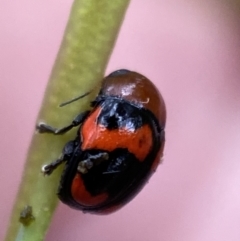 Ditropidus pulchellus at Jerrabomberra, NSW - 4 Jan 2022