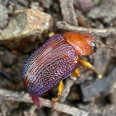 Calomela ioptera (A leaf beetle) at Jerrabomberra, NSW - 3 Jan 2022 by Steve_Bok