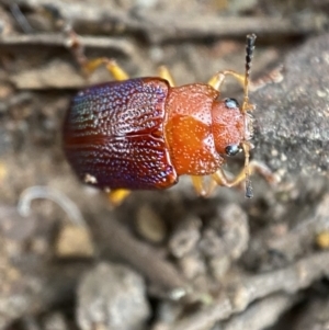 Calomela ioptera at Jerrabomberra, NSW - 4 Jan 2022