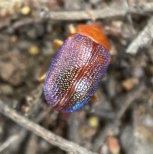 Calomela ioptera at Jerrabomberra, NSW - 4 Jan 2022