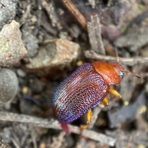 Calomela ioptera at Jerrabomberra, NSW - 4 Jan 2022