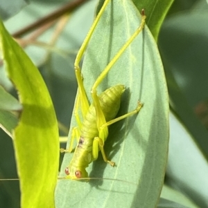 Caedicia simplex at Jerrabomberra, NSW - 4 Jan 2022 09:50 AM