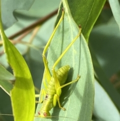 Caedicia simplex at Jerrabomberra, NSW - 4 Jan 2022 09:50 AM