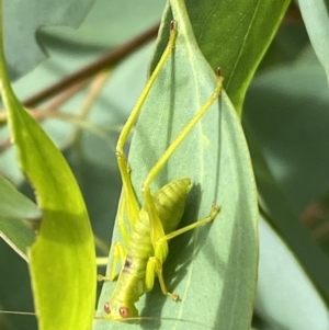 Caedicia simplex at Jerrabomberra, NSW - 4 Jan 2022 09:50 AM