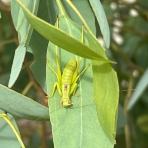 Caedicia simplex at Jerrabomberra, NSW - 4 Jan 2022 09:50 AM