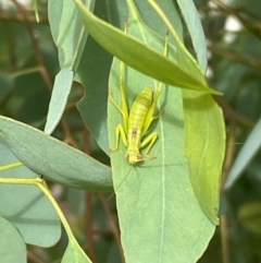 Caedicia simplex at Jerrabomberra, NSW - 4 Jan 2022