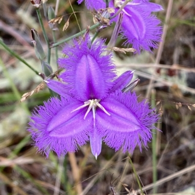 Thysanotus tuberosus subsp. tuberosus (Common Fringe-lily) at Jerrabomberra, NSW - 3 Jan 2022 by Steve_Bok