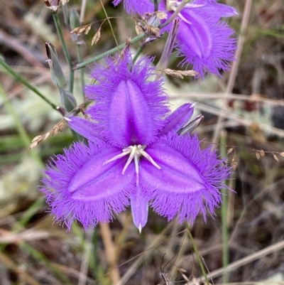 Thysanotus tuberosus subsp. tuberosus (Common Fringe-lily) at Jerrabomberra, NSW - 4 Jan 2022 by SteveBorkowskis
