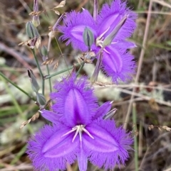 Thysanotus tuberosus subsp. tuberosus at Jerrabomberra, NSW - 4 Jan 2022