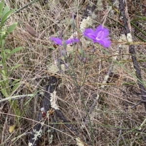 Thysanotus tuberosus subsp. tuberosus at Jerrabomberra, NSW - 4 Jan 2022