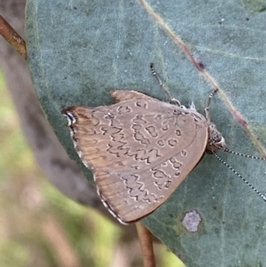 Paralucia pyrodiscus at Jerrabomberra, NSW - 4 Jan 2022