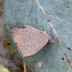 Paralucia pyrodiscus at Jerrabomberra, NSW - 4 Jan 2022