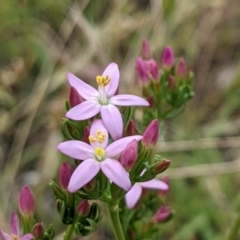 Centaurium erythraea (Common Centaury) at Watson, ACT - 4 Jan 2022 by abread111