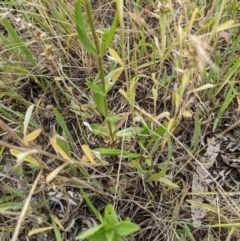 Centaurium erythraea at Watson, ACT - 4 Jan 2022