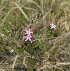 Centaurium erythraea at Watson, ACT - 4 Jan 2022