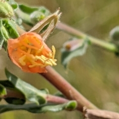 Oenothera indecora subsp. bonariensis (Small-flower Evening Primrose) at Watson Woodlands - 3 Jan 2022 by abread111