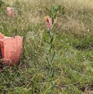 Oenothera indecora subsp. bonariensis at Watson, ACT - 4 Jan 2022