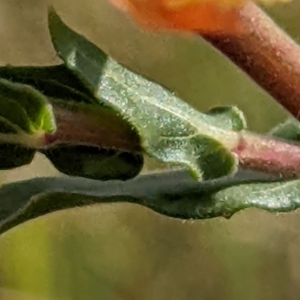 Oenothera indecora subsp. bonariensis at Watson, ACT - 4 Jan 2022