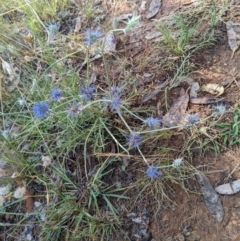 Eryngium ovinum (Blue Devil) at Mount Majura - 2 Jan 2022 by abread111