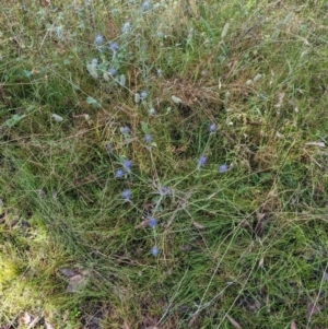 Eryngium ovinum at Hackett, ACT - 3 Jan 2022