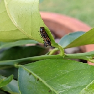 Papilio anactus at Hackett, ACT - 2 Jan 2022