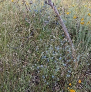 Eryngium ovinum at Hackett, ACT - 3 Jan 2022