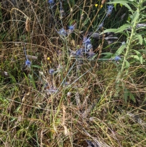 Eryngium ovinum at Hackett, ACT - 3 Jan 2022